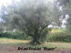 bed and breakfast Oleaster - sicilia