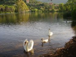 MYRSINE - sardegna