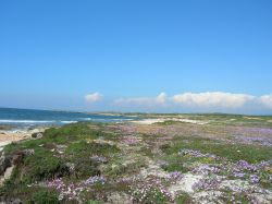 La Fillirea - sardegna