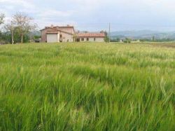 Fontecese - umbria